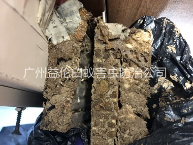 小楼白蚁巢防治工程